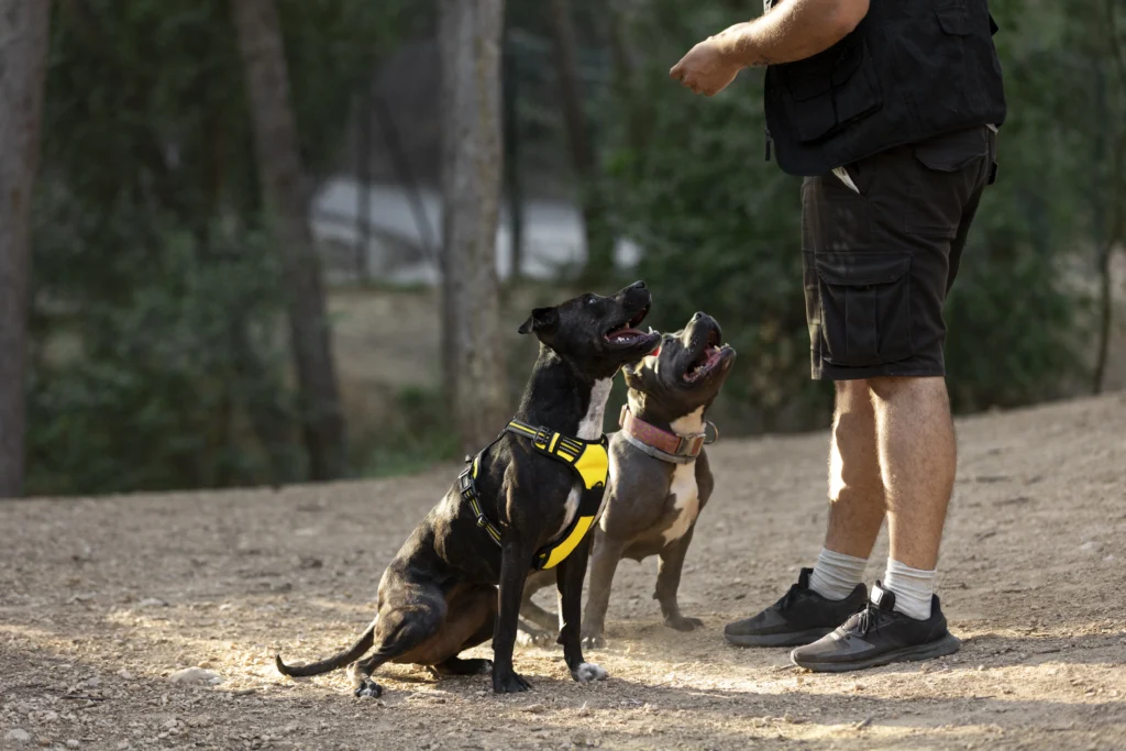 dos perros al aire libre entrenados por un entrenador masculino
