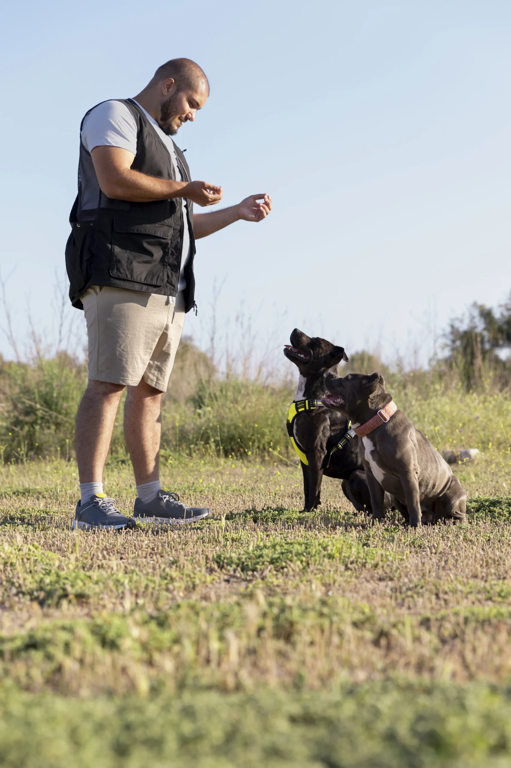 hombre entrenando sus dos perros al aire libre Adiestradores caninos Pecone